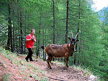 Ein Ziegenbock sperrt den Wanderweg